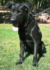 Cooper