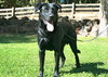 Cooper