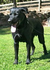 Cooper