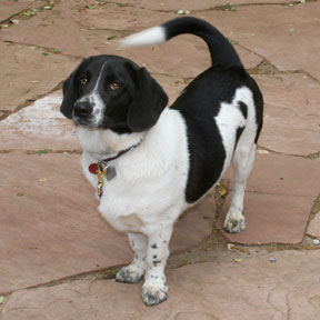 Ringo