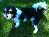 Charlie