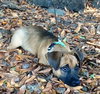 Daisy Mae