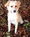 Timo