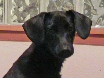 Baxter