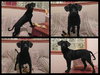 Baxter
