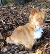 Pixie
