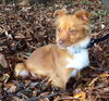 Pixie