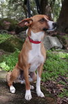 Rudy