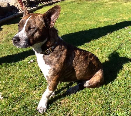 Widget