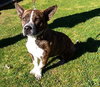 Widget