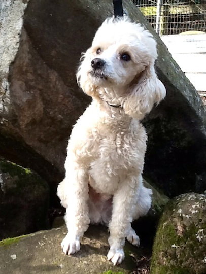 Toby