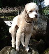 Toby