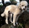 Toby