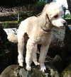 Toby