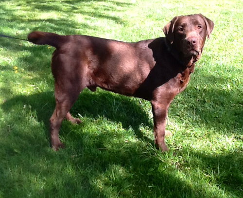 Brody