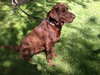 Brody
