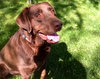 Brody