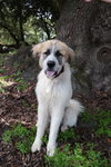 Baloo