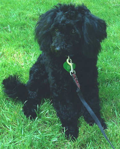 Toby