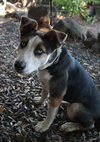 Ziggy