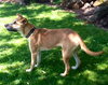 Murphy
