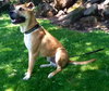Murphy