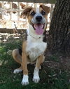 Bindi