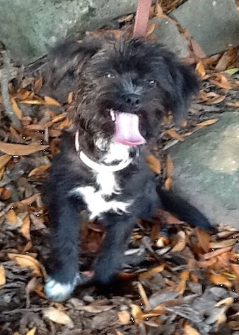 Mishka/Miska