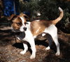 Sparky