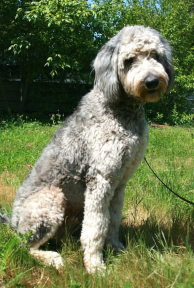 Cooper