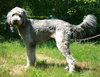 Cooper