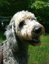 Cooper