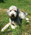 Cooper