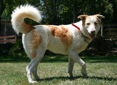 Max