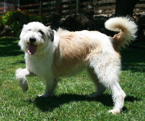 Annie