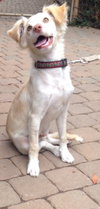 Junior