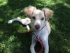 Junior