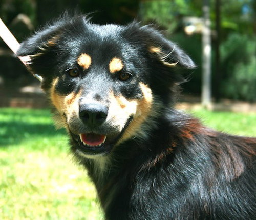 Sierra