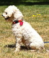 Tully