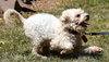 Tully