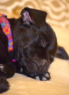 Pippa
