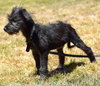 Mateo