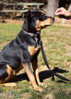 Nellie