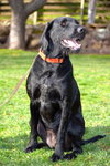 Bailey