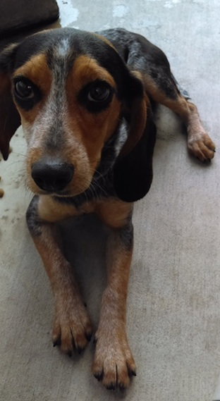 Millie