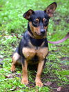 Bodie