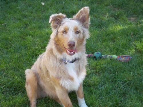 Toby