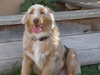 Toby