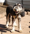 Beau