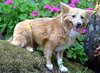 Suki